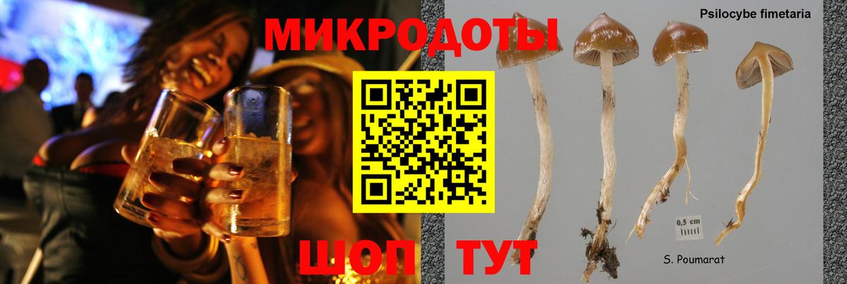 Выборг  Псилоцибиновые грибы Psilocybe  Вход с VPN 
